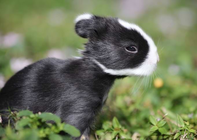 Easter Bunny