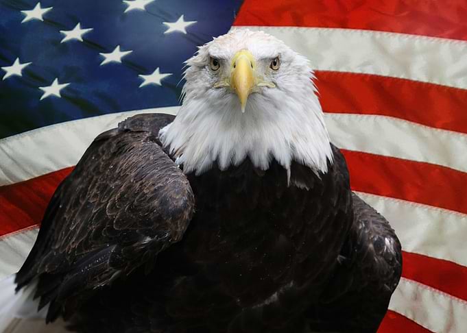 Freedom Fighter