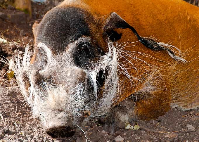 Hog