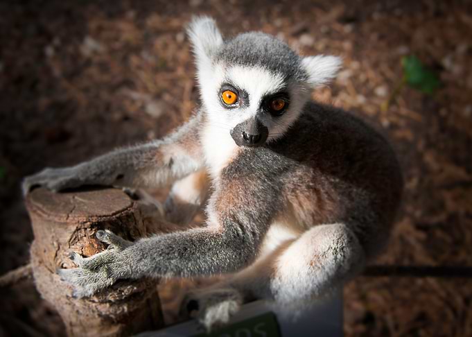 Lemur