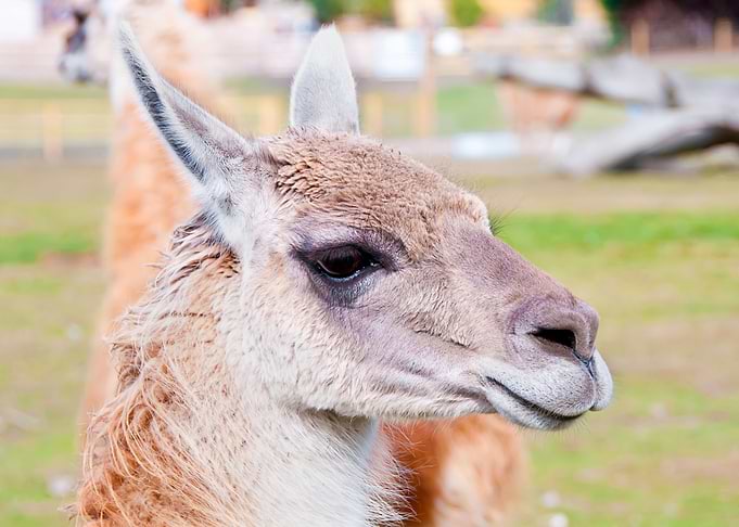 Lama