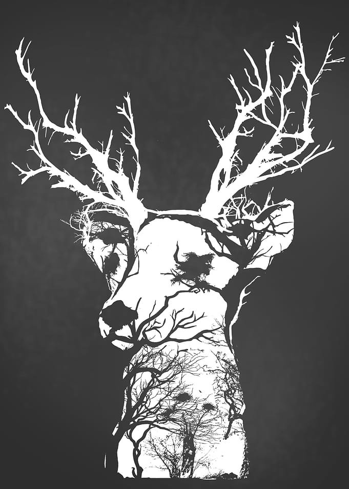 Nature Animal Trees