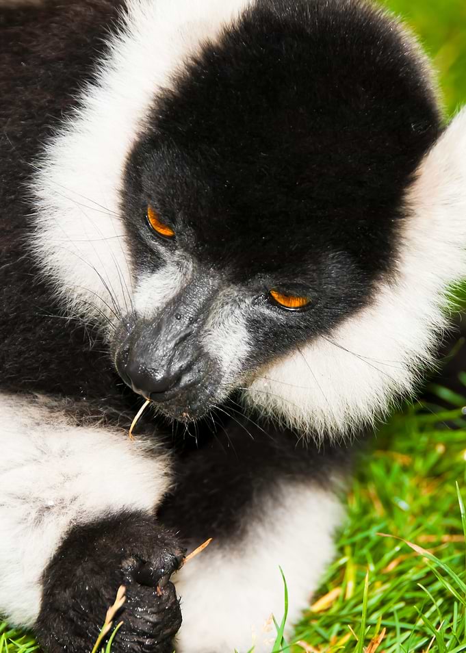 Lemur