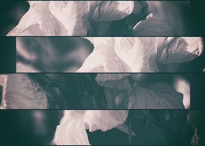FLOWER-DE-LUCE