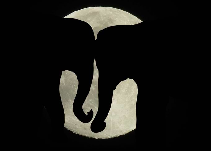 Elephant Friendship