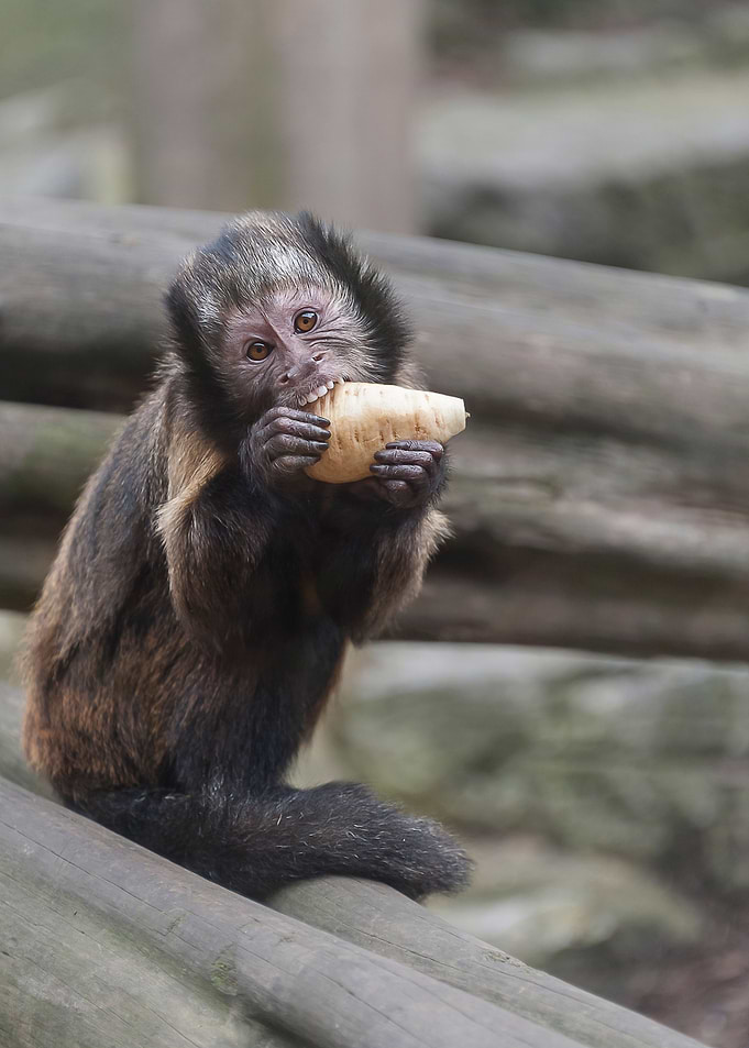 Funny Monkey