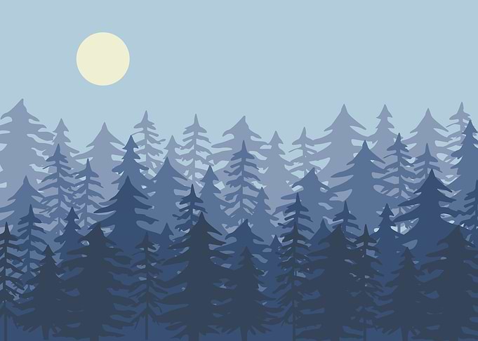 Day Winter Forest