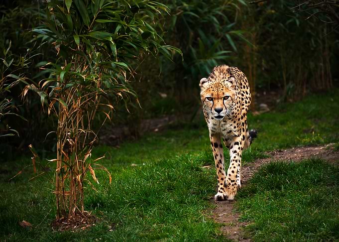 Cheetah
