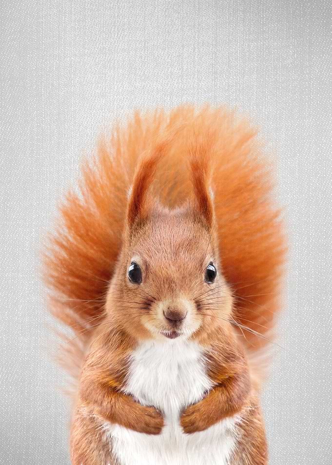 Squirrel 2 Colorful