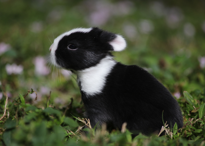 Easter Bunny