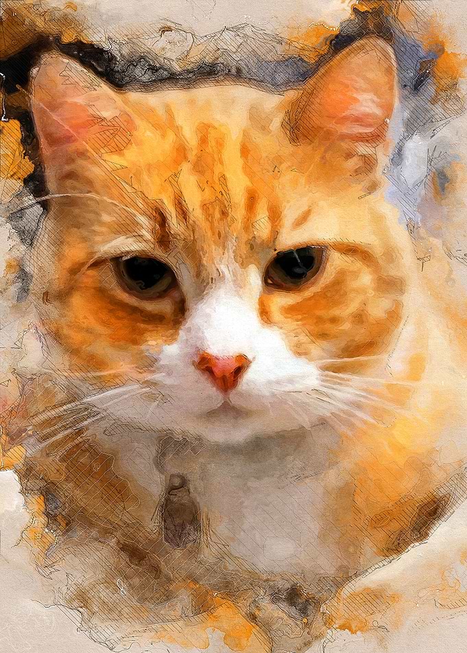 Cat Stefan