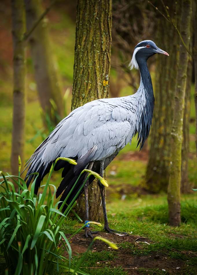 Stork