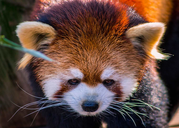 Red Panda Face