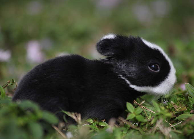 Easter Bunny