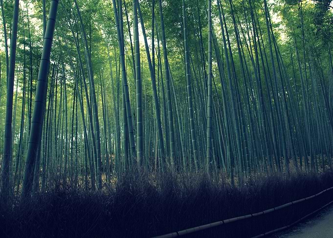 Bamboo Grove