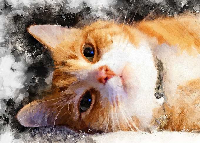 Cat Stefan