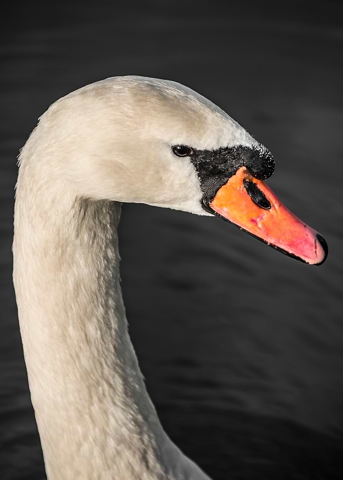 Swan