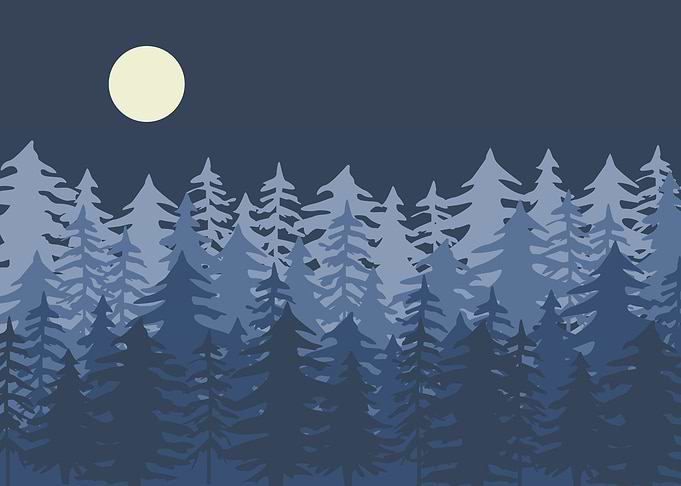 Night Winter Forest