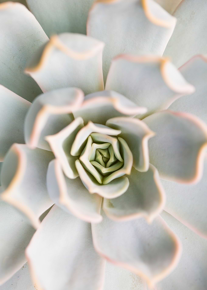 Delicate succulent
