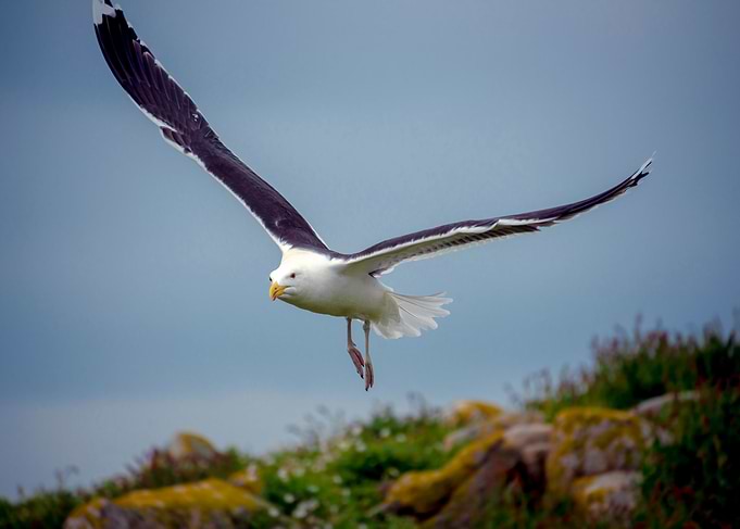 Seagull Flying