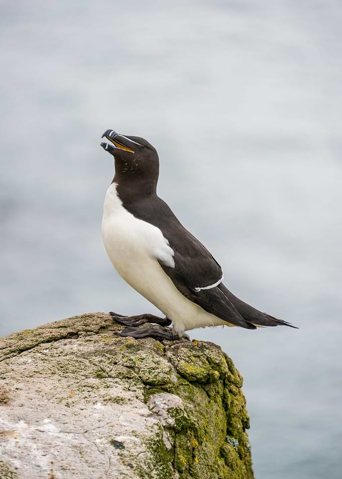 Seaside Bird