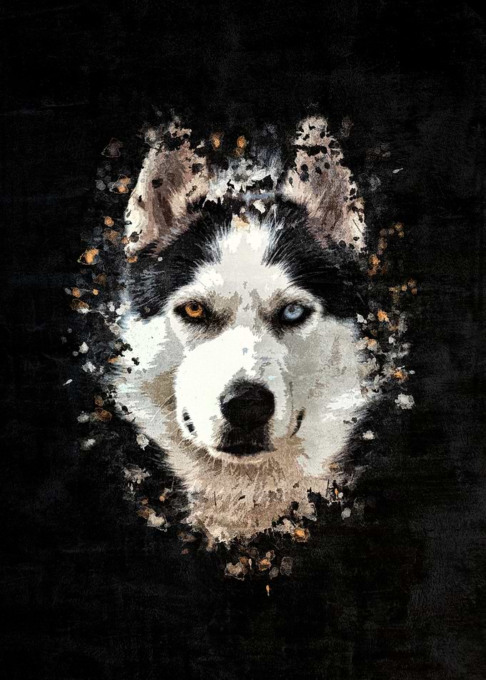 Siberian Husky