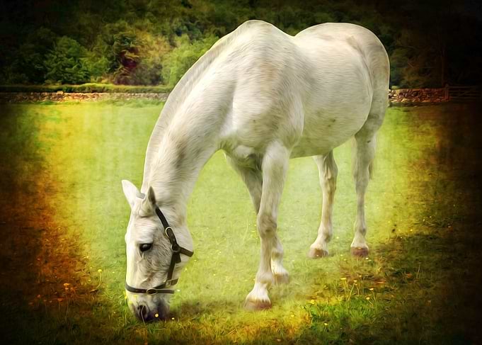White Horse