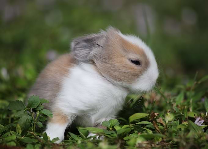 Easter Bunny