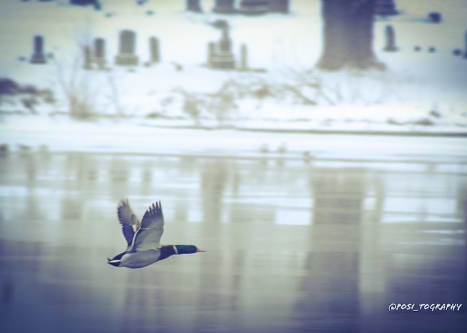Taking Flight