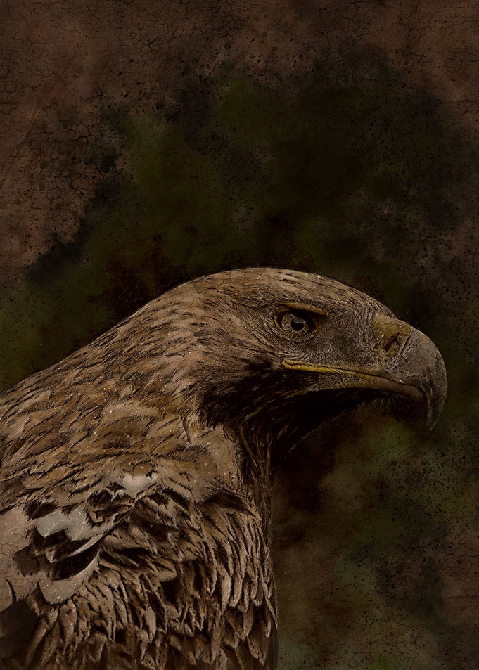Imperial eagle Kaiseradler