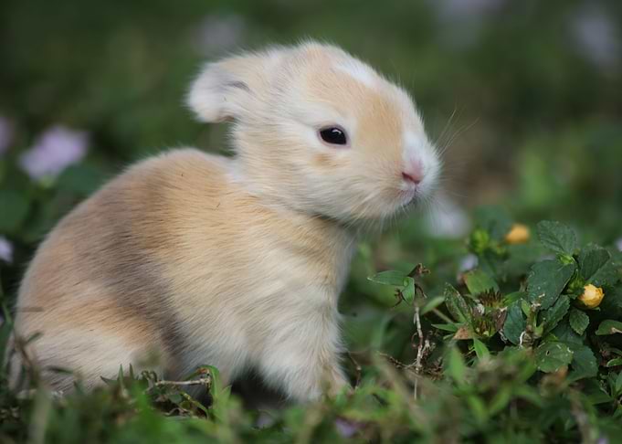 Easter Bunny