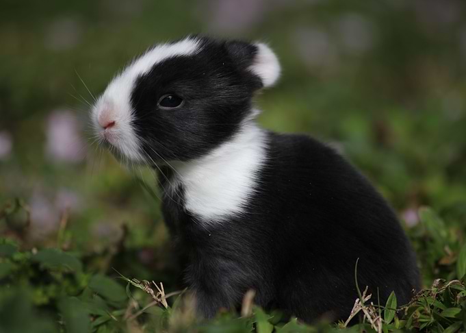 Easter Bunny