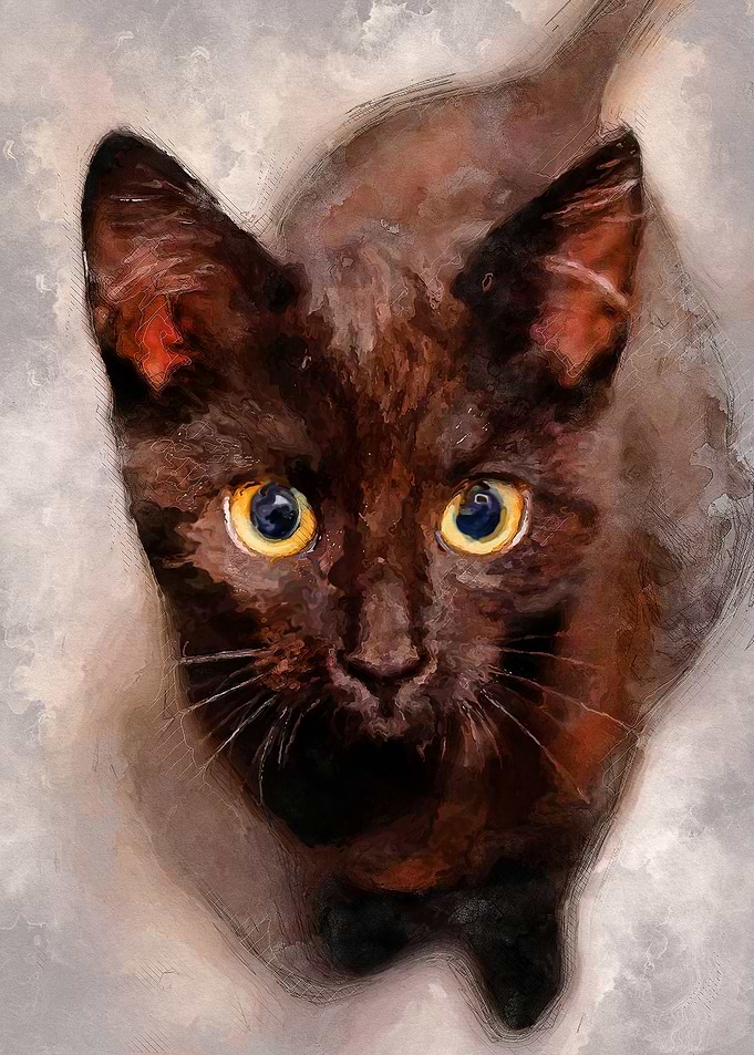 Cat Hera