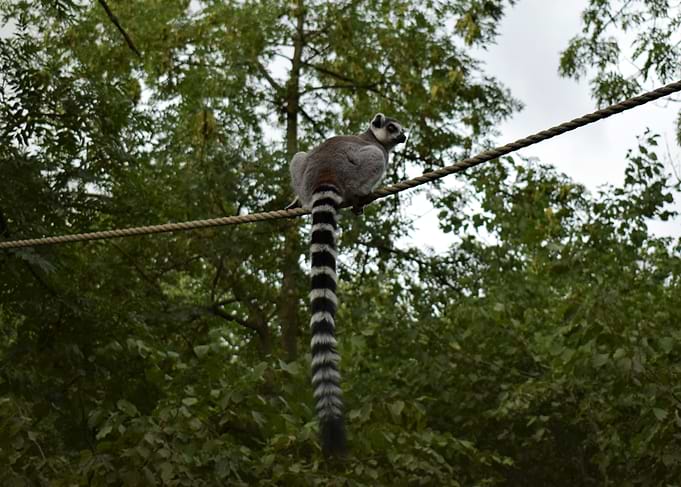 Ring Tailed Lemur 3