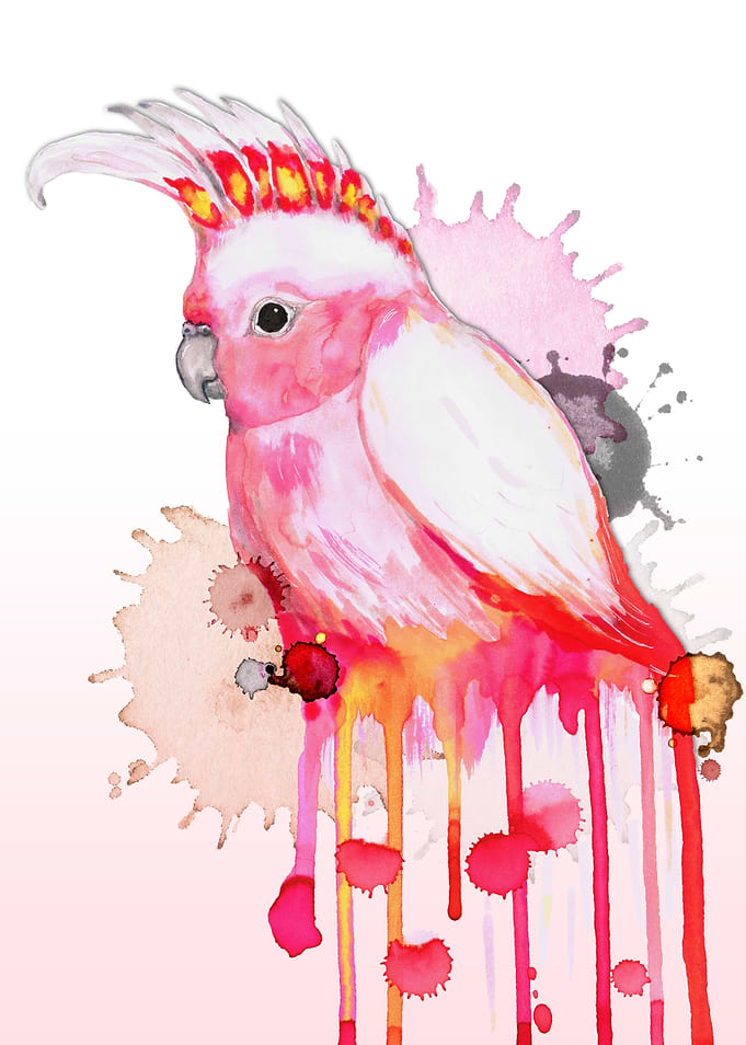 Major Mitchells cockatoo