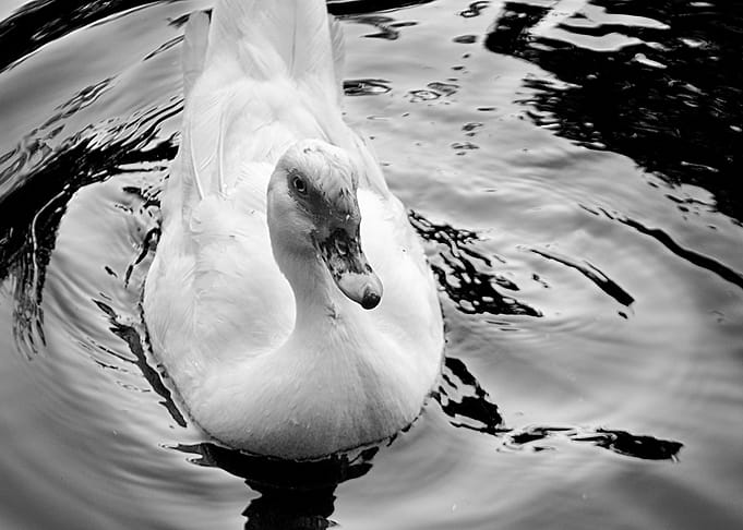 Romantic Duck