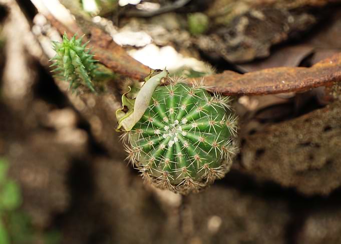 home town cactus