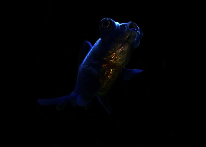 Singning Fish
