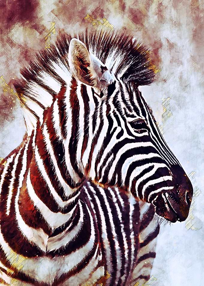 Zebra