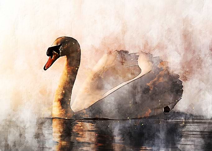 Swan