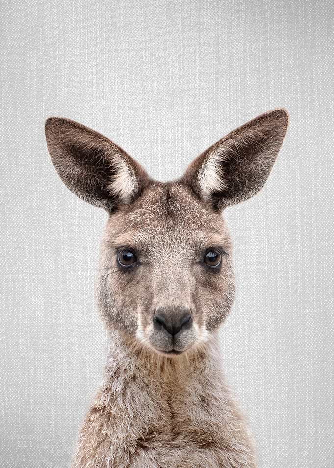 Kangaroo Colorful