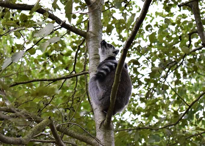 Ring Tailed Lemur 1