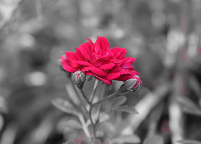Rose