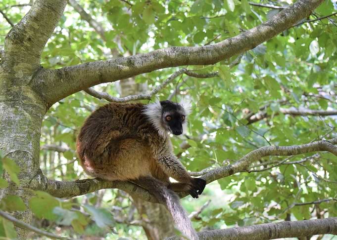 Ruffed Lemur
