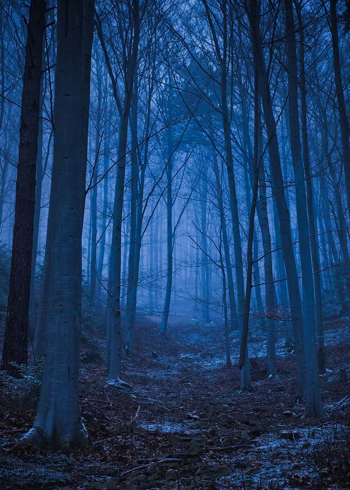 Spooky Forest