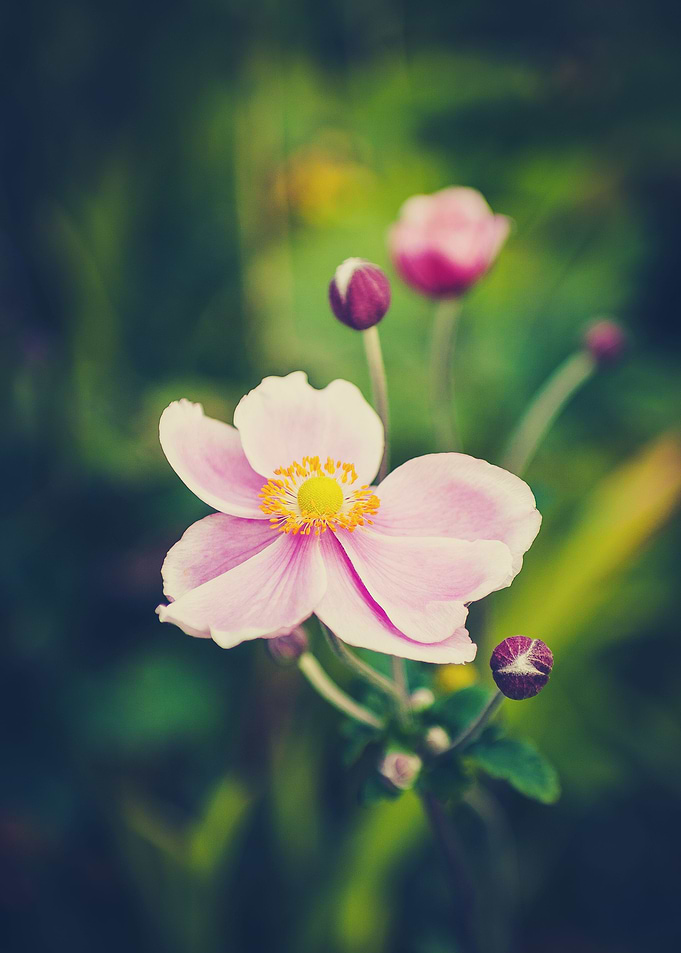 Windflower VI