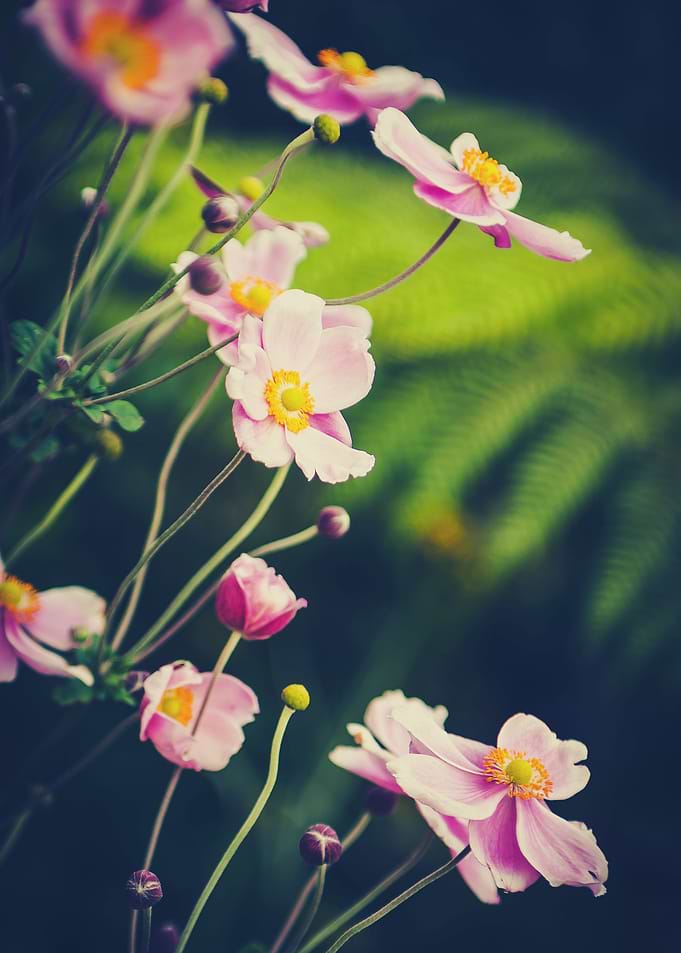 Windflower I