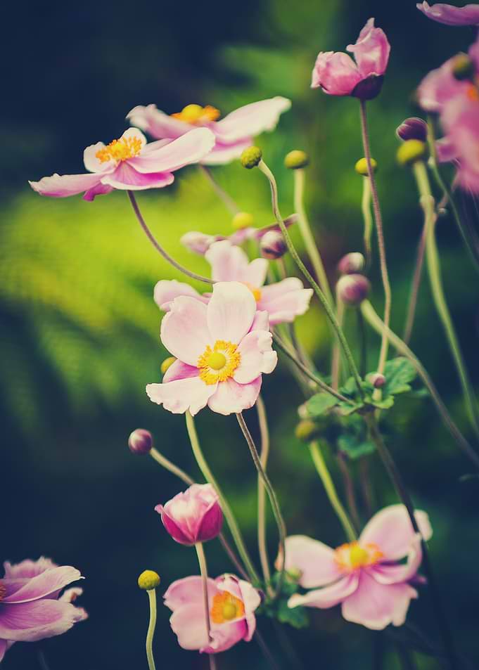 Windflower V