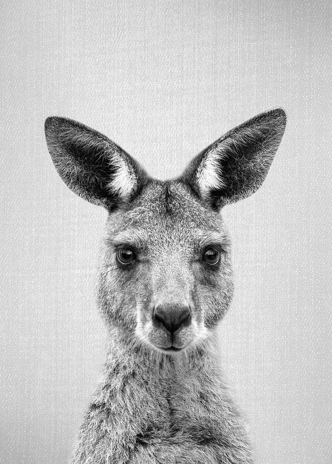 Kangaroo BW