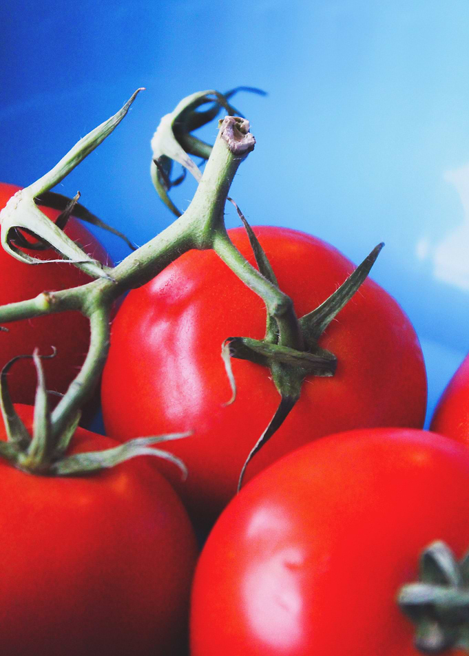 Fresh tomatoes